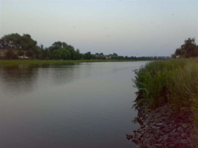 Baars in de schemering