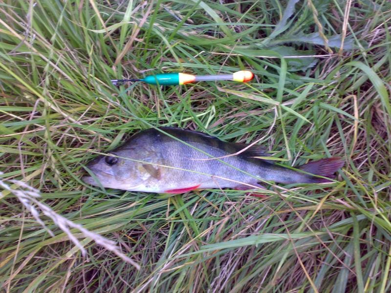 Baars op de minnow
