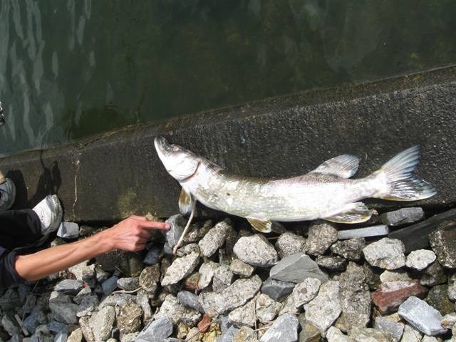 Helaas snoek op de kant