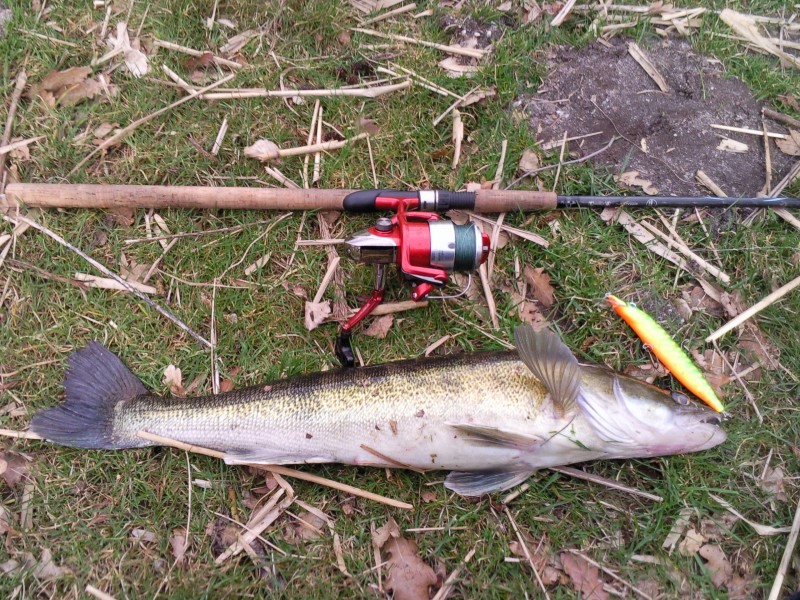 Laatste snoekbaars van het seizoen