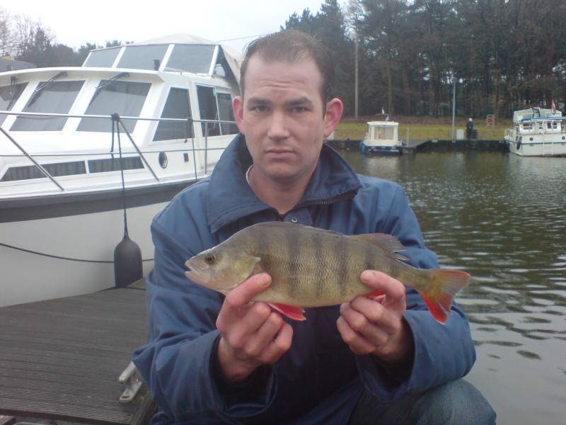 Mooie baars uit Lommel