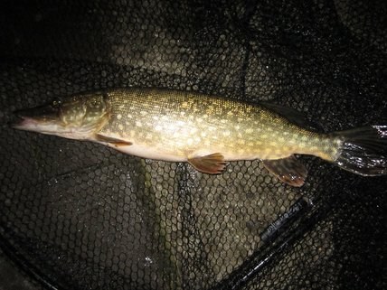 Robin vs Triple Devil