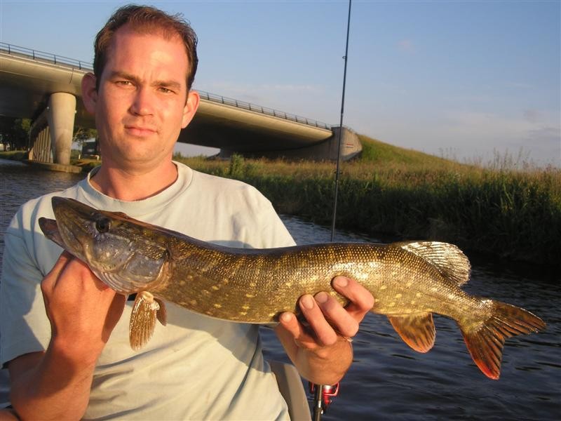 Roofvis trio op het kanaal
