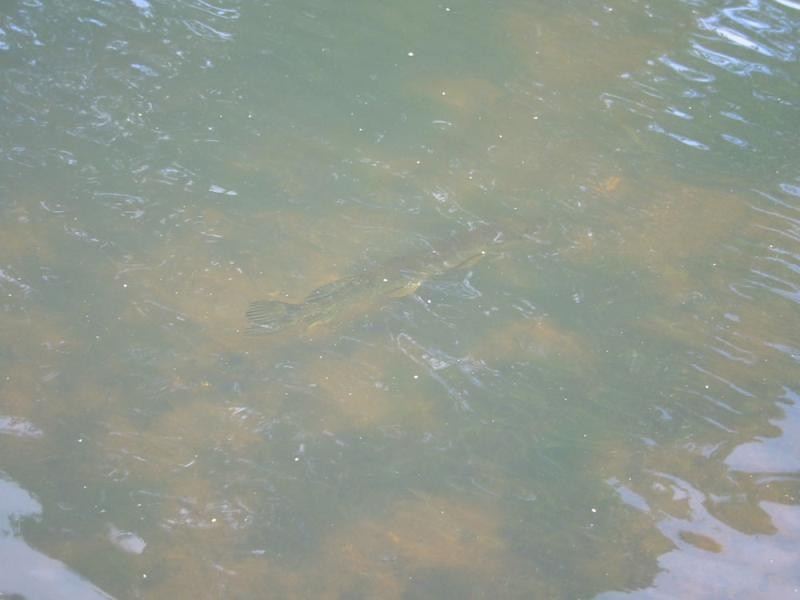 Snoek Gespot