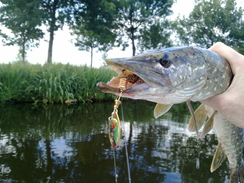 Snoek baarzen en snoekbaars in de boot