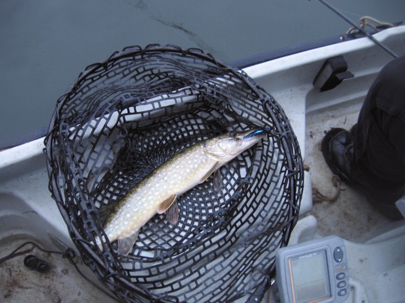 Snoek in helder water