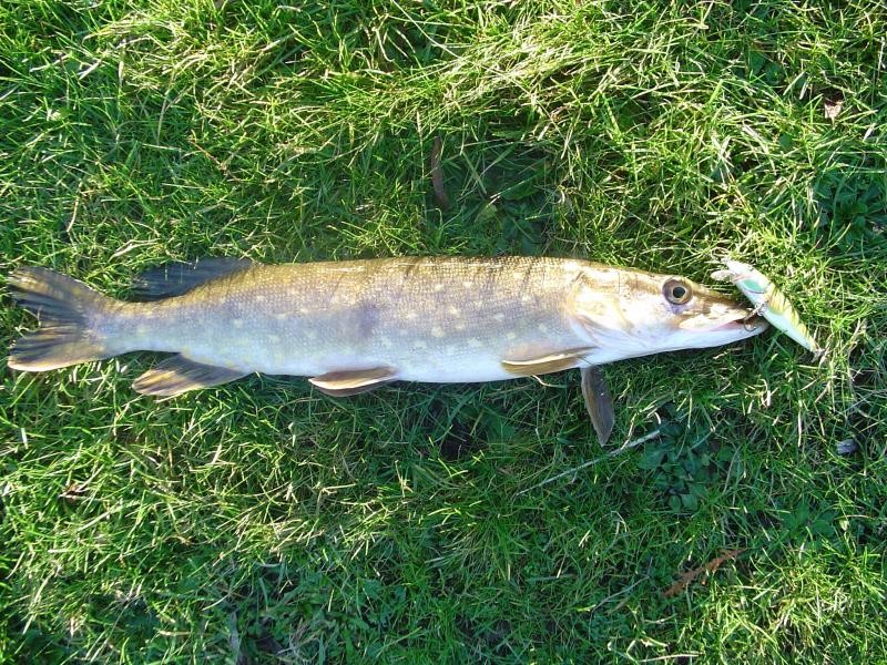 Snoek uit de dierdonk