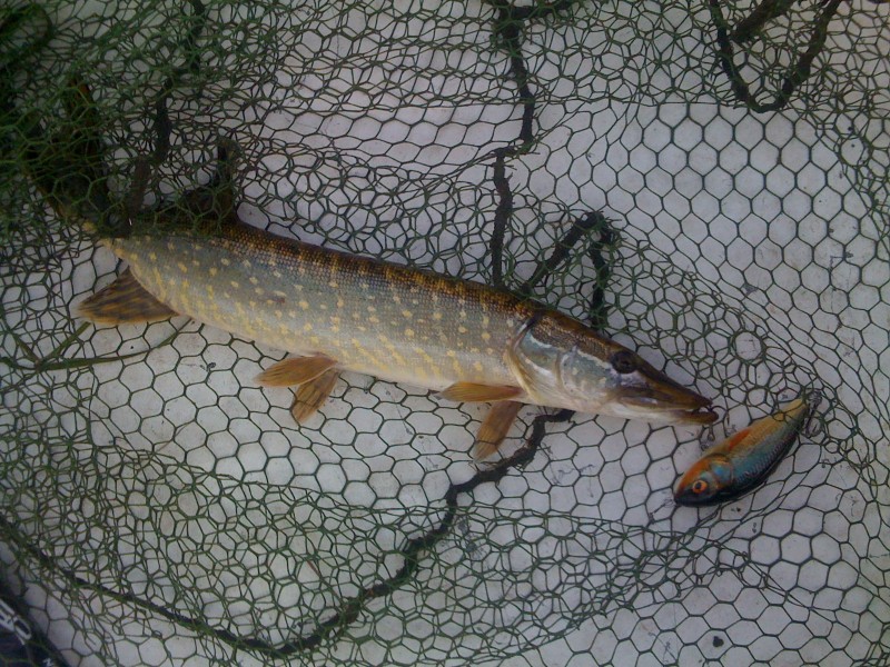 Snoek voor Jurgen en Bas op thuiswater