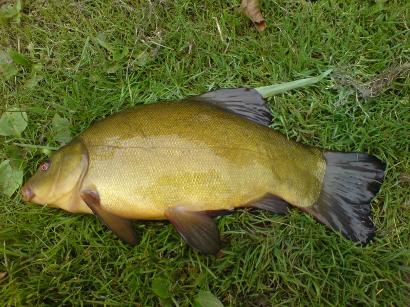 Zeelt uit Westerhoven