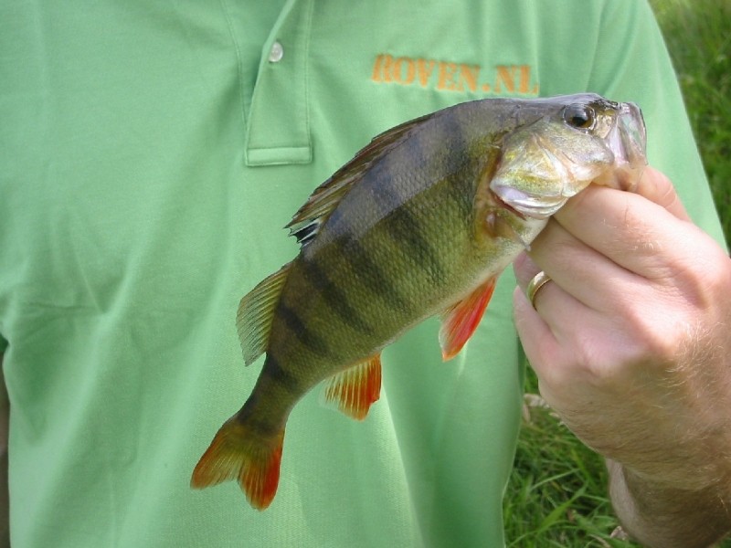 nieuw shirt nieuwe vangst