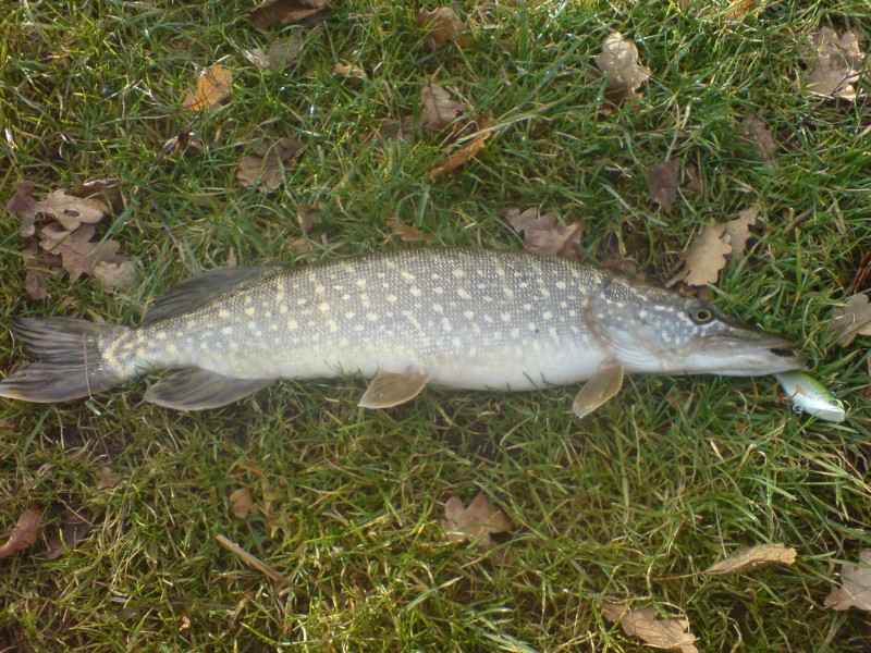 snoek visvijver westerhoven