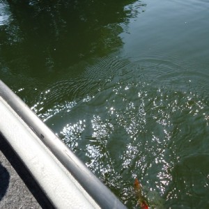 Baars 46 cm Lommel 8-6-13 012