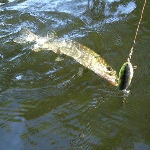 eindhoven snoek 2-6-12 004