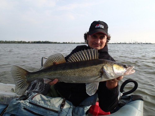 Snoekbaars_1