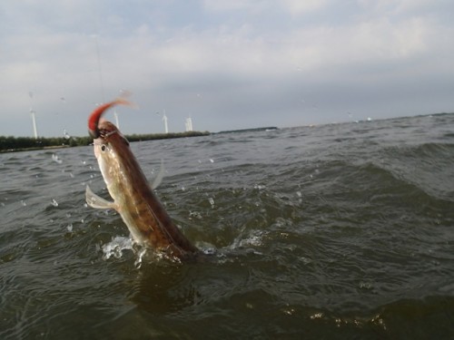 Snoekbaars_3