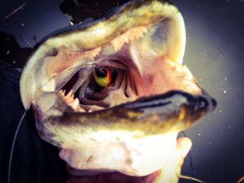 Snoek_keel_roven