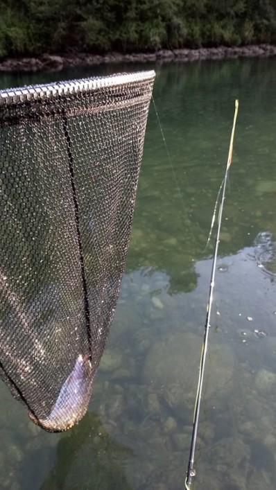 forel-net