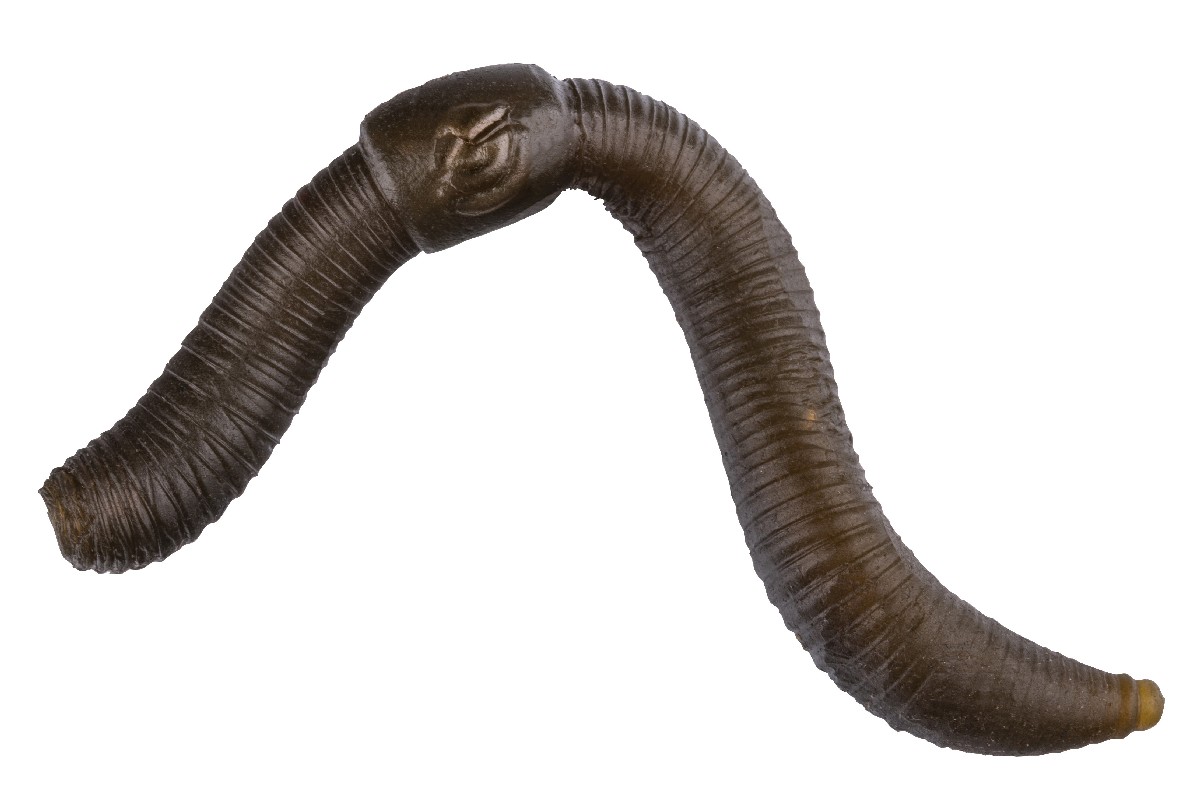 PolePosition Pop-Up Worms 10st.