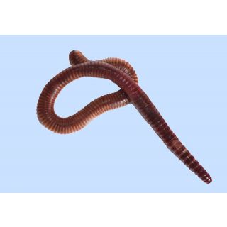 Wormen Super Dendro's Bamibak 100st
