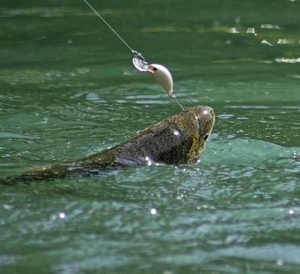 forel